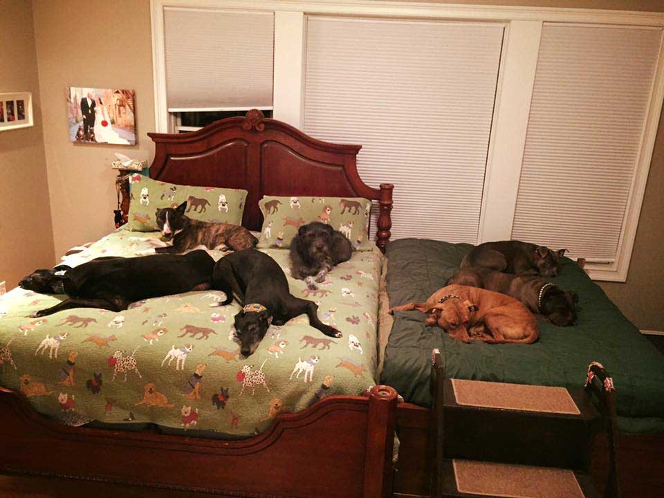 couple adopté tellement chiens lit plus grand