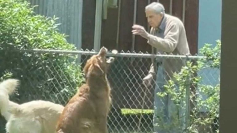La douce amitié d&#39;un homme âgé avec les Golden Retrievers du voisin est si réconfortante (vidéo ...