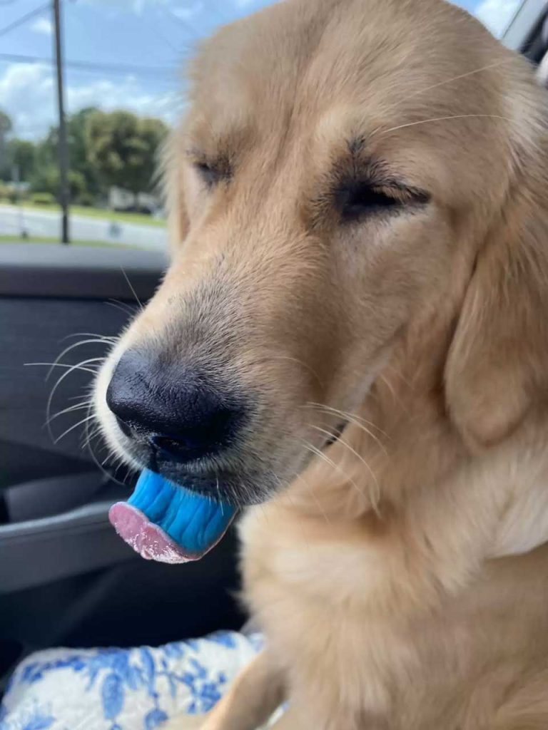 femme découvre langue chien complètement bleue