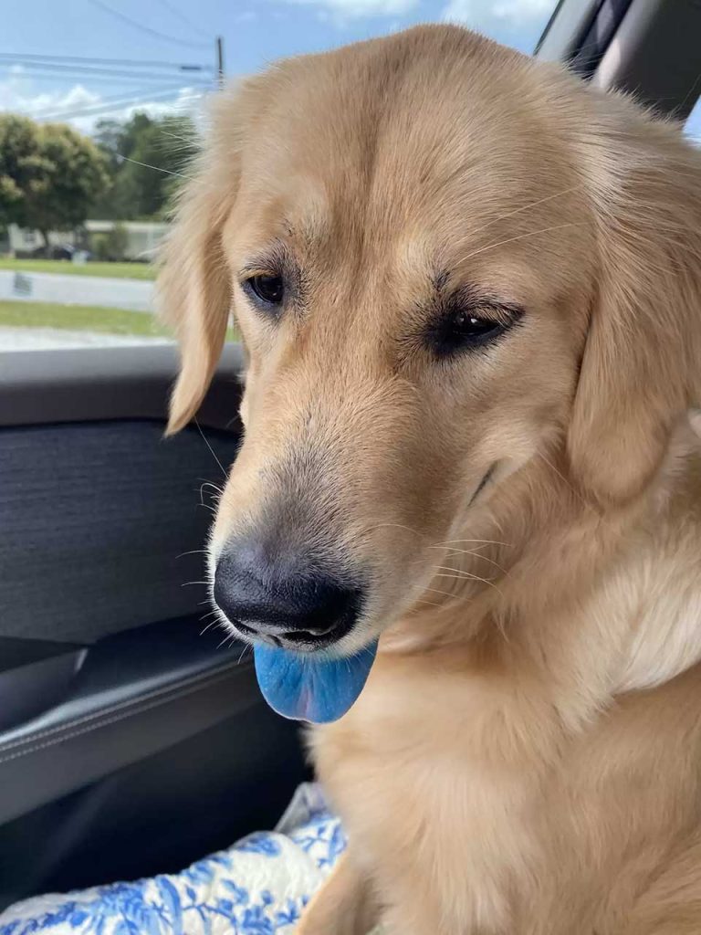 femme découvre langue chien complètement bleue