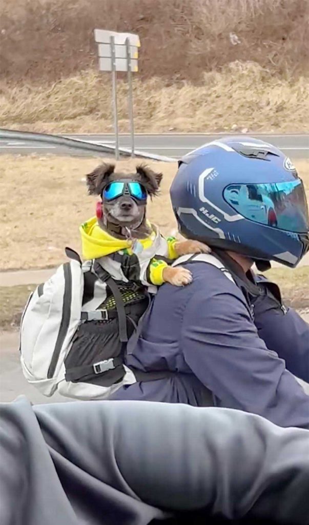 motard filmé portant un chien avec des lunettes