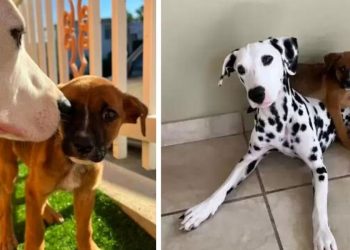 Dalmatien trouve chiot sans abri demande propriétaire adopter