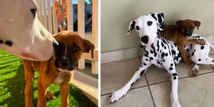 Dalmatien trouve chiot sans abri demande propriétaire adopter
