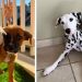 Un Dalmatien trouve un chiot sans abri et demande à son propriétaire de l'adopter 6 Dalmatien trouve chiot sans abri demande propriétaire adopter