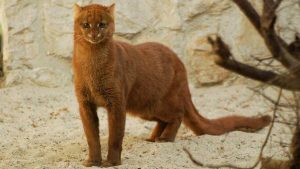 Jaguarondi : Caractéristiques, Caractère, où il vit, ce qu&rsquo;il mange