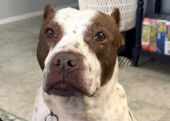 Nutmeg chien cobaye laboratoire sauvé après deux ans