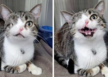 chat né un oeil eggbert trouve maison