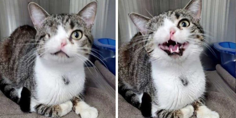 Un chat à qui il manque un œil et une narine est adopté après avoir enchanté les amoureux des animaux 1 chat né un oeil eggbert trouve maison