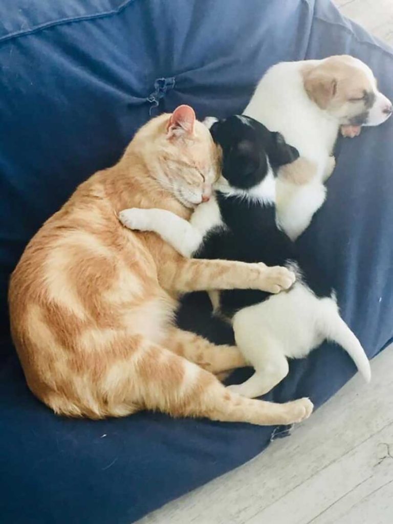 chatte perdu chatons adopté portée de chiots