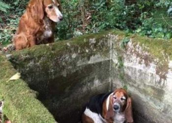 chien a accompagné compagnon piégé pendant semaine