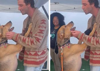 chien attendait foyer depuis jours sursaute excitation rencontre propriétaire