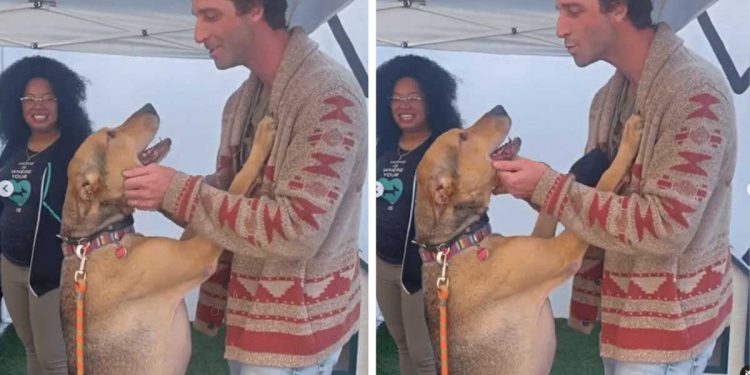 Ce chien qui attendait un foyer depuis 500 jours sursaute d'excitation lorsqu'il rencontre son nouveau propriétaire 1 chien attendait foyer depuis jours sursaute excitation rencontre propriétaire