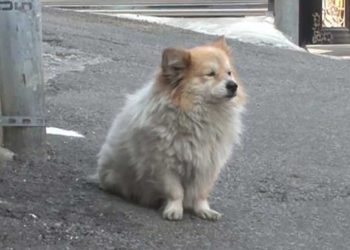 chien attendre maison propriétaire