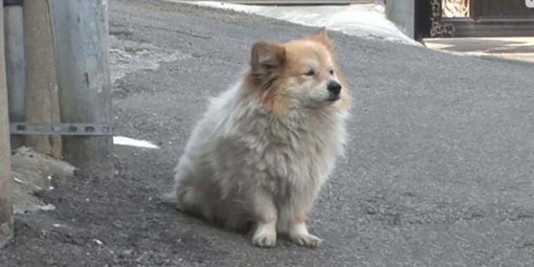 chien attendre maison propriétaire