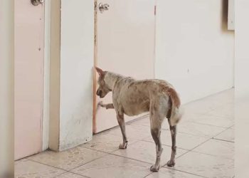 chien au coeur brisé attend professeur nourri soigné décédé