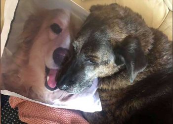 chien dans ses bras oreiller frère