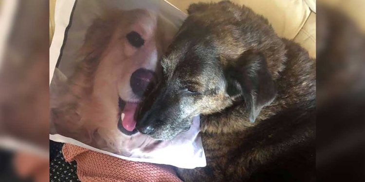 chien dans ses bras oreiller frère