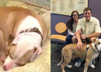 chien refuge aucune idée nouvelle famille attend