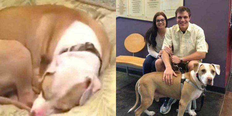 chien refuge aucune idée nouvelle famille attend