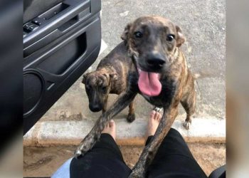 chien s enfuit revient avec son chien jumeau