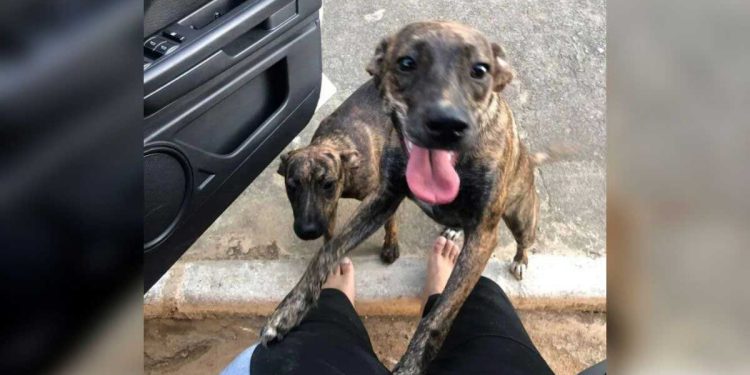 chien s enfuit revient avec son chien jumeau