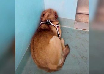 chien terrifié refuge jamais quitté coin confort