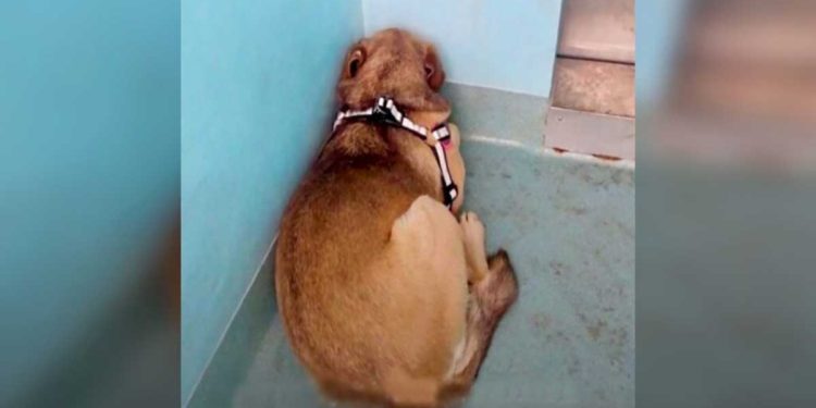 chien terrifié refuge jamais quitté coin confort