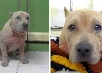 chienne danger de mort vie change