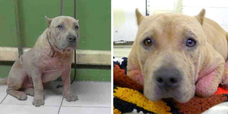 chienne danger de mort vie change