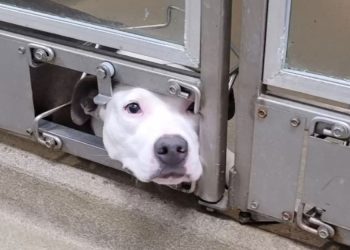 chienne sort la tête pour voir ses amis se faire adopter