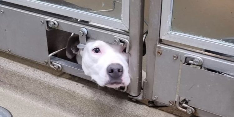 chienne sort la tête pour voir ses amis se faire adopter