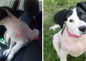 chienne trouvée discours haine symboles dessinés fourrure