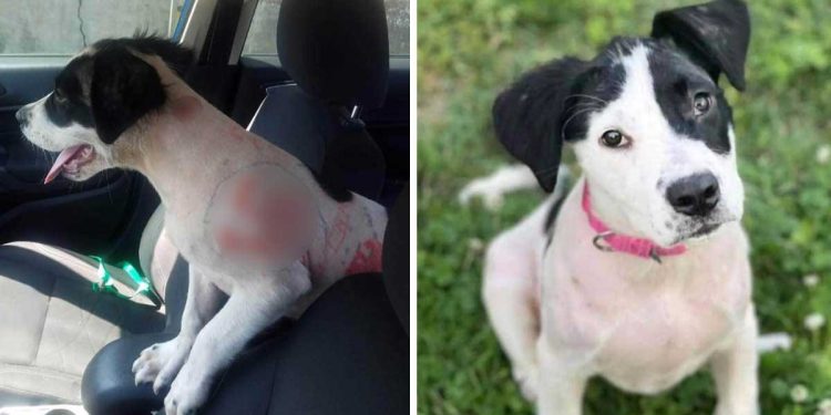 Une chienne trouvée avec un discours de haine et des symboles dessinés sur sa fourrure cherche une nouvelle famille 1 chienne trouvée discours haine symboles dessinés fourrure