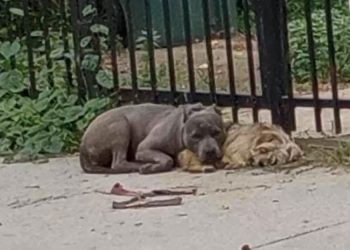 chiennes abandonnées maintenues ensemble blottissant rue
