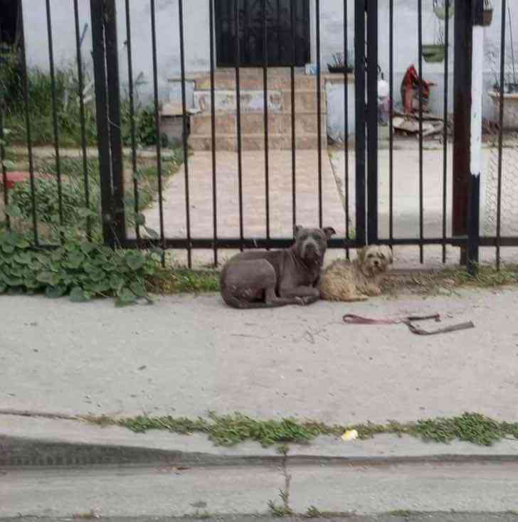 chiennes abandonnées maintenues ensemble blottissant rue