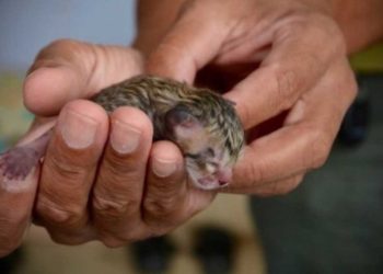 famille trouve chaton nouveau-né dans la rue découvrent ce n était pas ce qu il semblait