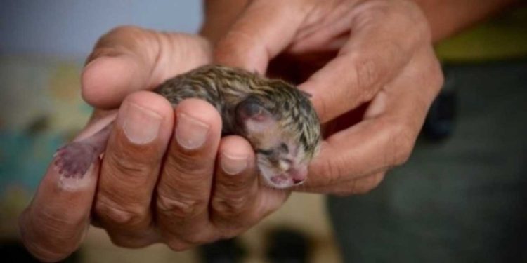 famille trouve chaton nouveau-né dans la rue découvrent ce n était pas ce qu il semblait