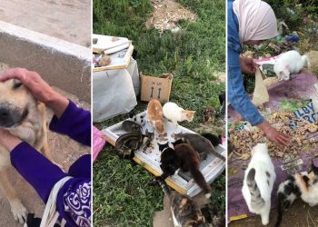 femme consacre sa vie s occuper chiens chats errants