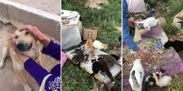 Cette femme consacre sa vie à s'occuper de chiens et chats errants. Elle est heureuse de les aider 1 femme consacre sa vie s occuper chiens chats errants