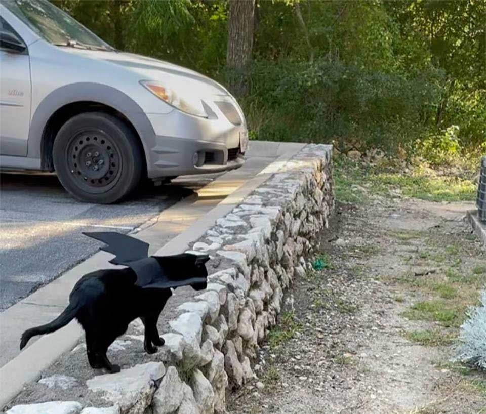 femme découvre que son meilleur ami chat perd sa maison