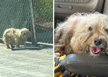 femme sauve chien laissé dans la rue et la remercie avec un sourire