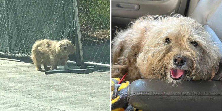 femme sauve chien laissé dans la rue et la remercie avec un sourire