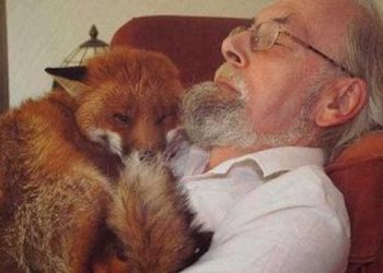 homme adopte renard malade nouent amitié durable