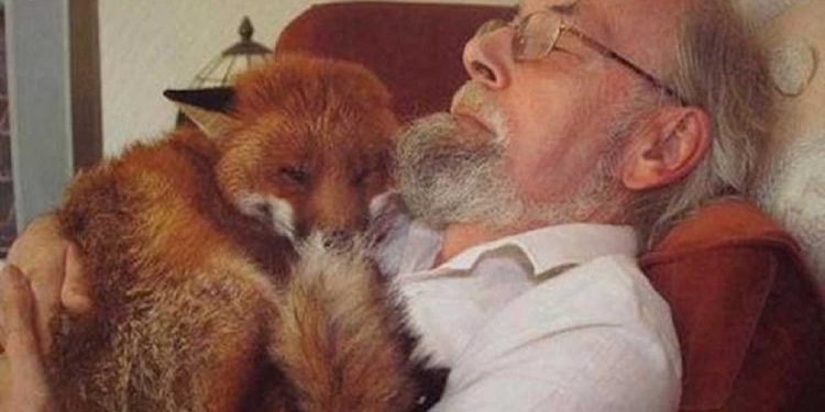 Un homme adopte un renard malade et ils nouent une amitié durable 1 homme adopte renard malade nouent amitié durable