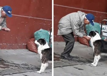 homme âgé ramasse eau avec ses mains donner boire chien