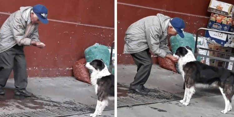 Un homme âgé ramasse de l'eau avec ses mains pour donner à boire à un chien 1 homme âgé ramasse eau avec ses mains donner boire chien