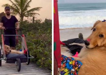 jeune homme emmène chien bien-aimé voir la mer