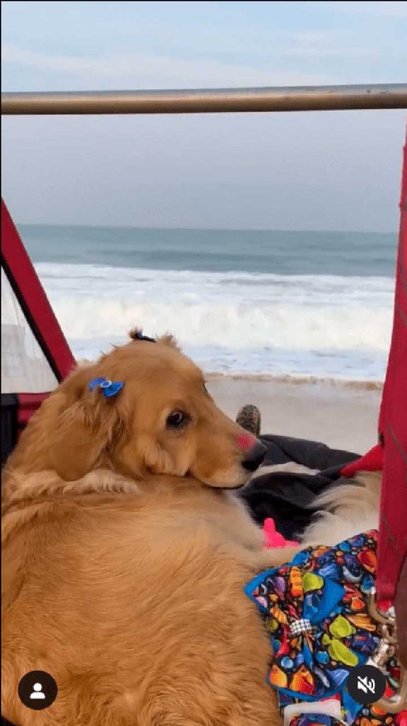 jeune homme emmène chien bien-aimé voir la mer