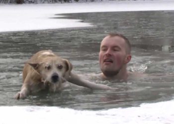 journaliste pose micro saute eau glacée pour sauver chien