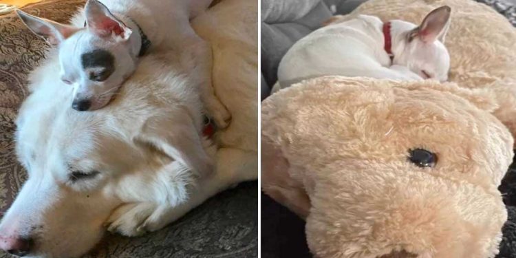 Un petit chien qui a perdu son meilleur ami se blottit avec un jouet qui lui ressemble 1 petit chien a perdu son meilleur ami câlin jouet